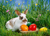 RAB 01 KH0022 01
Dwarf Rabbit Sitting By Easter Eggs On Grass