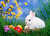 RAB 01 KH0023 01
Dwarf Rabbit Sitting By Easter Eggs On Grass