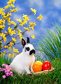 RAB 01 KH0024 01
Dwarf Rabbit Sitting By Easter Eggs On Grass
