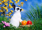RAB 01 KH0025 01
Dwarf Rabbit Standing By Easter Eggs On Grass