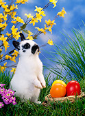 RAB 01 KH0026 01
Dwarf Rabbit Standing By Easter Eggs On Grass