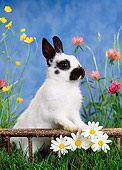 RAB 01 KH0027 01
Dwarf Rabbit Standing By Flowers On Grass