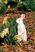 RAB 01 LS0001 01
Florida White Rabbit Standing On Leaves By Daffodils