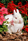 RAB 01 LS0002 01
Netherland Dwarf Rabbit Sitting On Leaves By Red Flowers