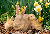 RAB 01 LS0003 01
Palomino Rabbit Mother & Two Kits Sitting On Leaves By Daffodils