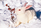 RAB 01 LS0004 01
New Zealand Rabbit Sitting On Snow By Red Berries