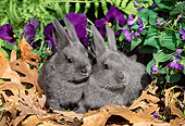 RAB 01 LS0005 01
Two New Zealand Rabbit Kits Sitting On Leaves By Flowers