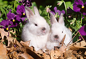 RAB 01 LS0006 01
Two New Zealand Rabbit Juveniles Sitting On Leaves By Flowers