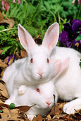 RAB 01 LS0007 01
Two New Zealand Rabbit Juveniles Sitting On Leaves
