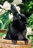 RAB 01 LS0010 01
Domestic Black Rabbit Peeking Out Of Wooden Bucket In Garden