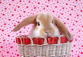 RAB 01 RC0001 01
Lop Rabbit Peeking Out Of Wicker Basket Pink Hearts Background