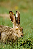 RAB 01 RF0008 01
Close-Up Of White-Tailed Jackrabbit Sitting In Field