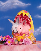 RAB 01 RK0027 10
Easter Bunnies In Egg Shell Blue Sky Background