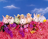 RAB 01 RK0031 01
Seven Colored Bunnies With Five Chicks Sitting In A Row On Pink Grass With Flowers