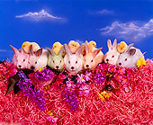 RAB 01 RK0031 12
Seven Colored Bunnies With Five Chicks Sitting In A Row On Pink Grass With Flowers