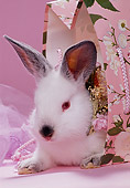 RAB 01 RK0048 03
White Rabbit Sitting In Hat Box With Ribbons