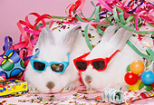 RAB 01 RK0050 01
Two White Rabbits Wearing Sunglasses With Party Decorations