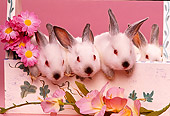 RAB 01 RK0053 01
White Rabbits Sitting Together In Planter With Flowers Pink Seamless