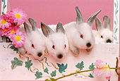 RAB 01 RK0053 05
White Rabbits Sitting Together In Planter With Flowers Pink Seamless