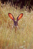 RAB 01 TL0002 01
Head Shot Of Black-Tailed Jackrabbit