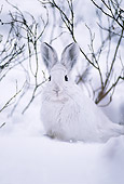 RAB 01 TL0003 01
Snowshoe Rabbit In Snow