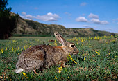 RAB 01 TL0004 01
Eastern Cottontail Rabbit In Field