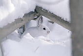 RAB 01 TL0005 01
Snowshoe Rabbit In Snow