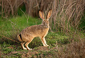 RAB 01 TL0006 01
Profile Of Black-tailed Jackrabbit Standing In Scrub