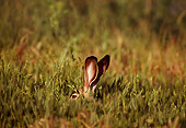 RAB 01 TL0007 01
Black-tailed Jackrabbit Hiding In Grass With Only Ears Visible