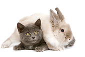 RAB 02 JE0001 01
Lionhead Dwarf Rabbit Laying On Gray Shorthair Kitten On White Seamless
