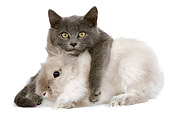 RAB 02 JE0002 01
Gray Shorthair Kitten Laying On Lionhead Dwarf Rabbit On White Seamless