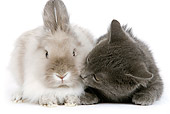 RAB 02 JE0003 01
Gray Shorthair Kitten Laying Next To Lionhead Dwarf Rabbit On White Seamless