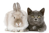 RAB 02 JE0004 01
Gray Shorthair Kitten Laying Next To Lionhead Dwarf Rabbit On White Seamless