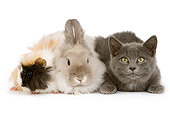 RAB 02 JE0005 01
Gray Shorthair Kitten Lionhead Dwarf Rabbit And Rosette Guinea Pig Laying On White Seamless