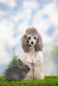 RAB 02 PE0001 01
Blue Dwarf Rabbit And Miniature Poodle Sitting On Grass