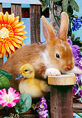RAB 02 RK0002 01
Rabbit And Duckling Sitting On Flower Decorated Chair