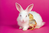 RAB 02 RK0009 06
White Rabbit And Chicks On Pink Seamless
