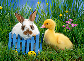 RAB 02 KH0001 01
Rabbit And Duckling Standing In Grass With Blue Cart