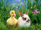 RAB 02 KH0002 01
Dwarf Rabbit And Duckling Sitting In Grass