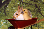RAB 02 RK0004 01
Brown And White Rabbit And Chick In Wheelbarrow Trees Background