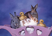 RAB 02 RK0007 03
Three Rabbits And Two Ducklings In Planter Purple Mottled Background