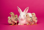 RAB 02 RK0009 05
White Rabbit And Chicks On Pink Seamless