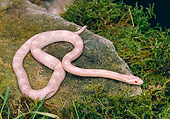 REP 01 GL0001 01
Corn Snake (AKA Red Rat Snake) Slithering On Rock