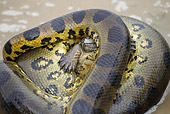 REP 01 JE0001 01
Close-Up Of Green Anaconda With Turtle Venezuela