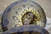 REP 01 JE0002 01
Close-Up Of Green Anaconda With Turtle Venezuela