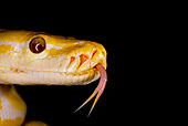 REP 01 JZ0001 01
Head Shot Of Albino Burmese Python In Dark
