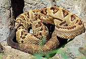 REP 01 LS0002 01
Central American Rattlesnake Coiled On Rocks