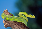 REP 01 LS0003 01
Eastern Green Mamba Coiled On Log South Africa