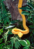 REP 01 LS0004 01
Eyelash Viper Slithering In Tree Costa Rica