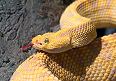 REP 01 LS0005 01
Close-Up Of Uracoan Rattlesnake Hissing
